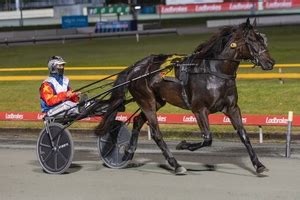 australian harness racing|Top Stories .